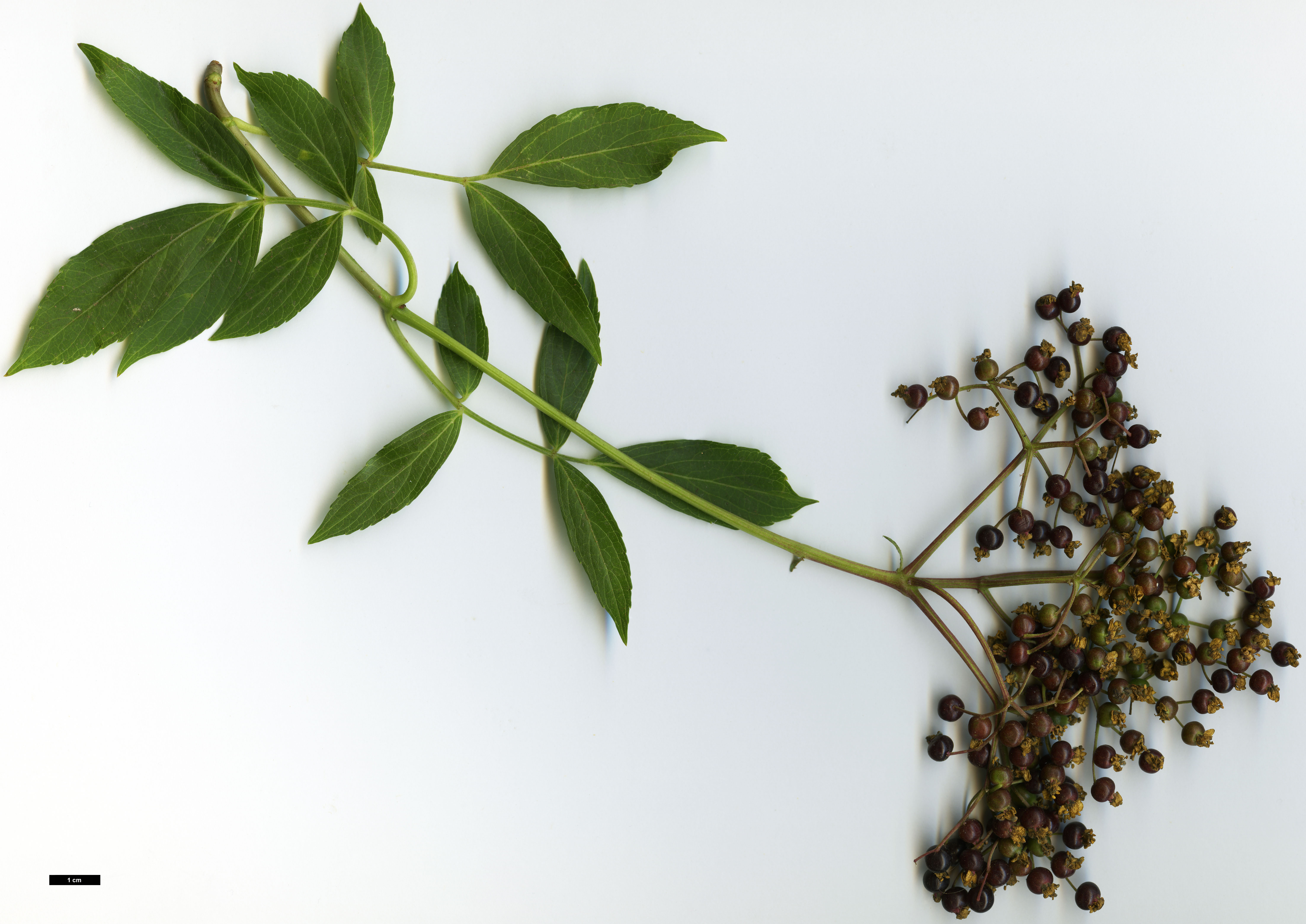 High resolution image: Family: Adoxaceae - Genus: Sambucus - Taxon: nigra - SpeciesSub: subsp. palmensis